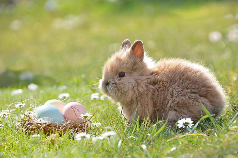Frohe Ostern!, Pixabay Frohe Ostern! © Pixabay