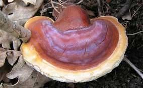 Ganoderma lucidum © Eric Steinert