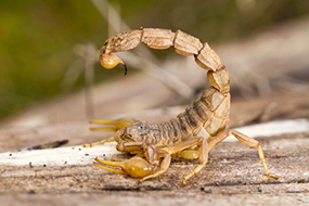 Skorpion