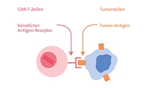 Prinzip einer CAR-T-Zell-Therapie. , Krebsinformationsdienst, Deutsches Krebsforschungszentrum Prinzip einer CAR-T-Zell-Therapie. © Krebsinformationsdienst, Deutsches Krebsforschungszentrum