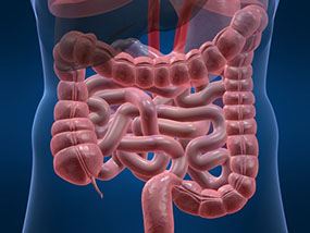 Schematische Darstellung eines Darms, Fotolia, Sebastian Kaulitzki) Schematische Darstellung eines Darms © Sebastian Kaulitzki/Fotolia