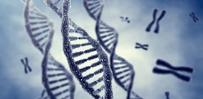 DNA und Chromosomen, nobeastsofierce, Fotolia Erbmaterial in Form von DNA-Strängen und Chromosomen, Foto: © nobeastsofierce, Fotolia