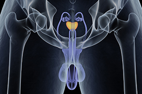 männliche Sexualorgane © ChrisChrisW/Istock